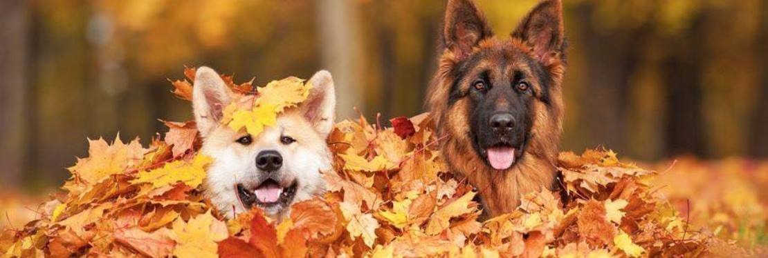 Cobb Veterinary Clinic's cover image