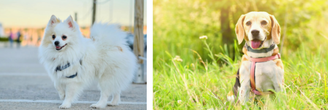 Animal Hospital of Colorado's cover image