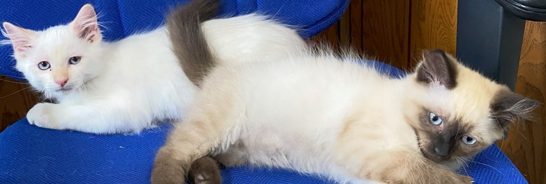 Callaway County Small Animal Veterinary Clinic's cover image