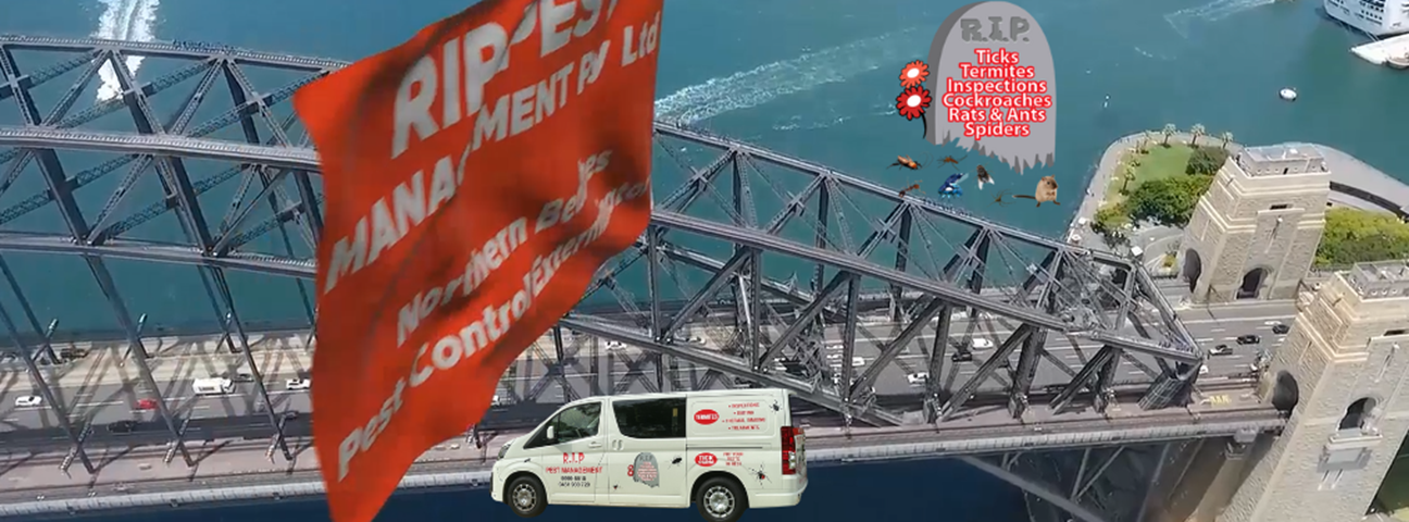 R.I.P. Pest Management Pty Ltd's cover image