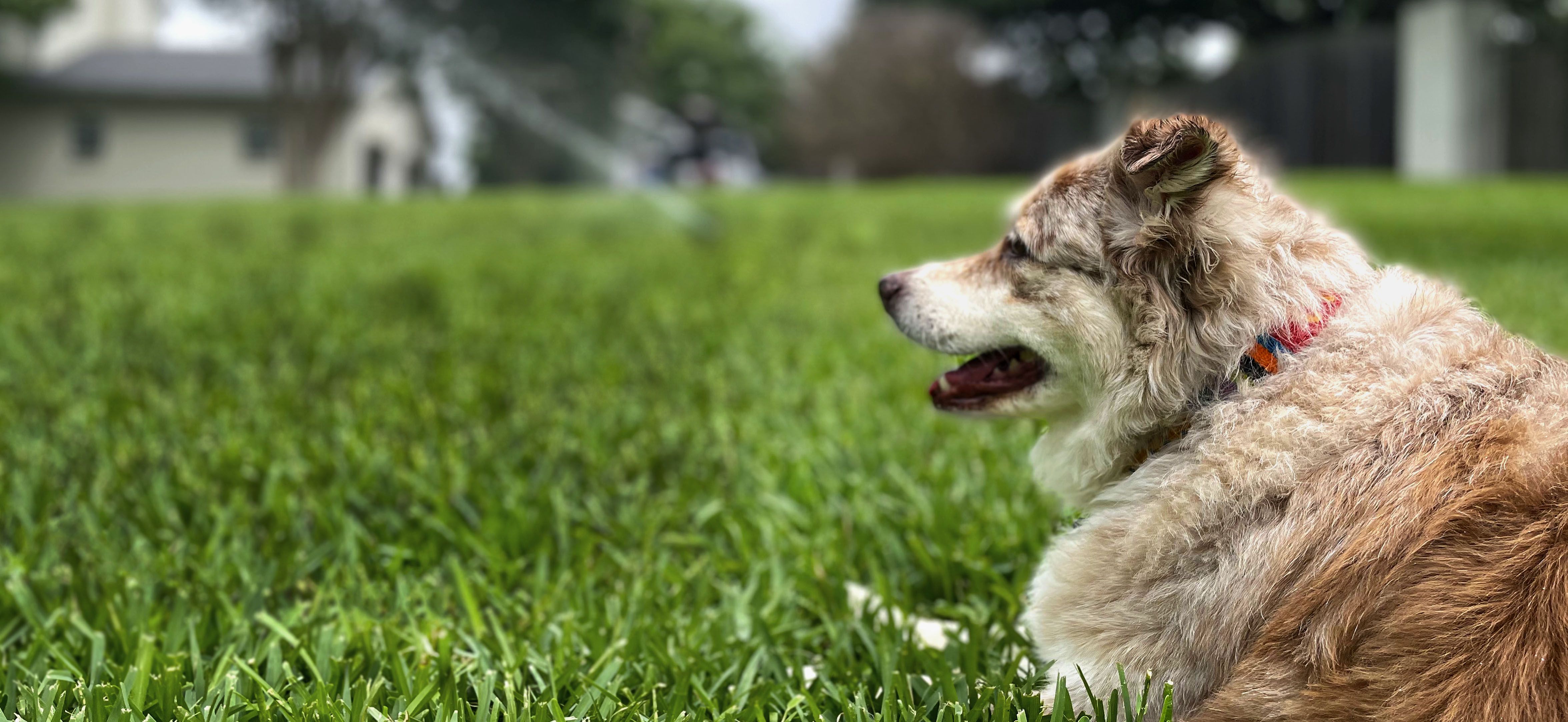 Heartland Sprinklers's cover image