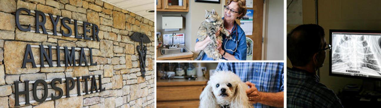 Crysler Animal Hospital's cover image