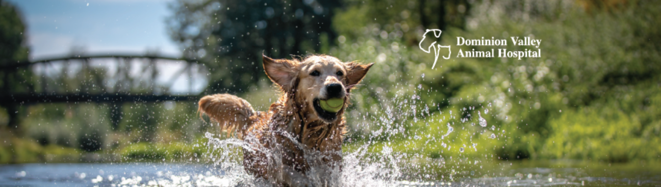 Dominion Valley Animal Hospital's cover image