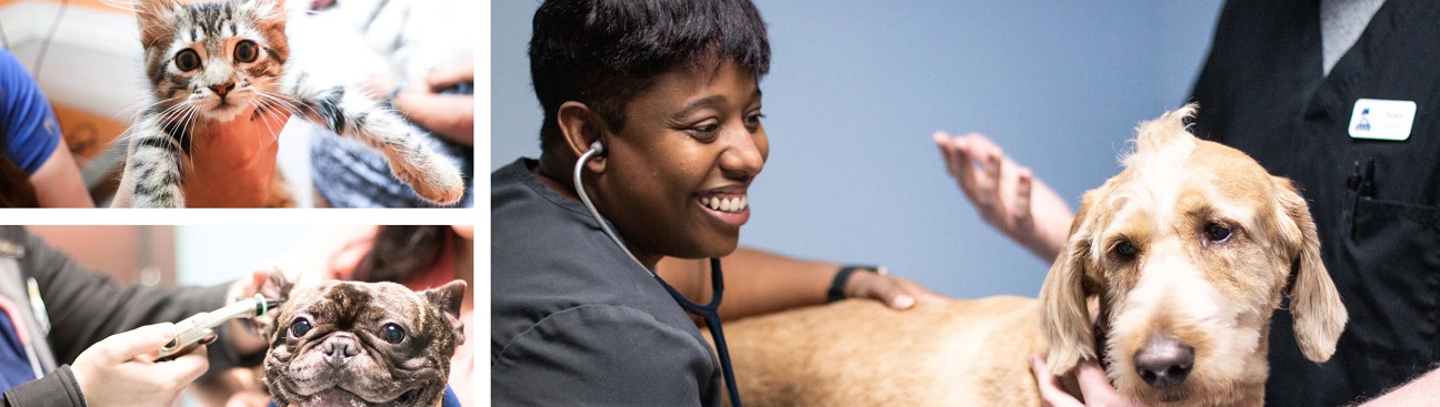The Animal Hospital of North Charleston's cover image