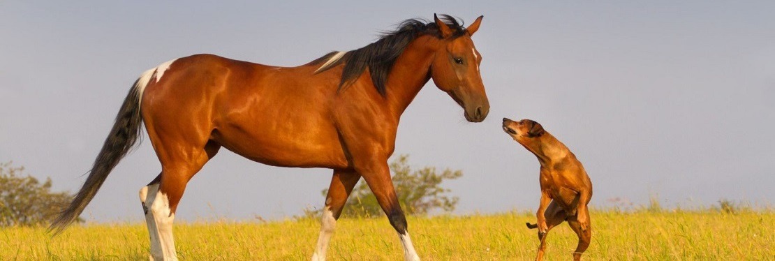 Magnolia Veterinary Services's cover image