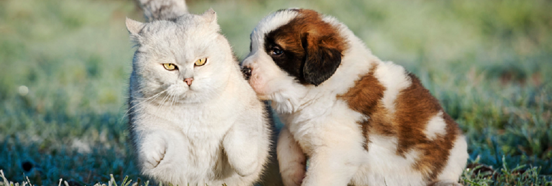 East Lawn Animal Hospital's cover image