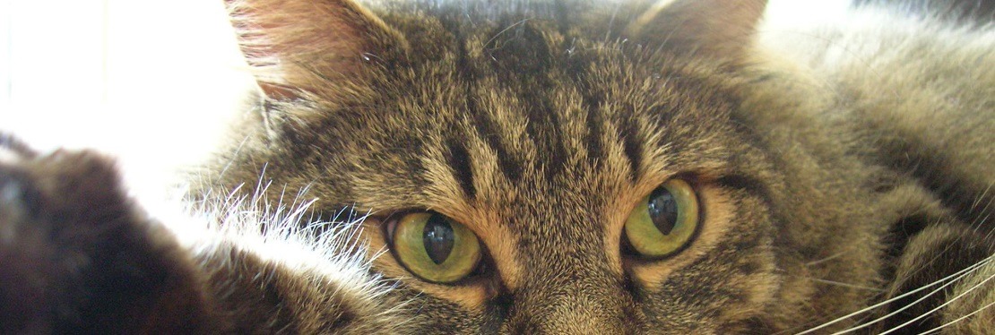 Cat Clinic of Iowa City's cover image