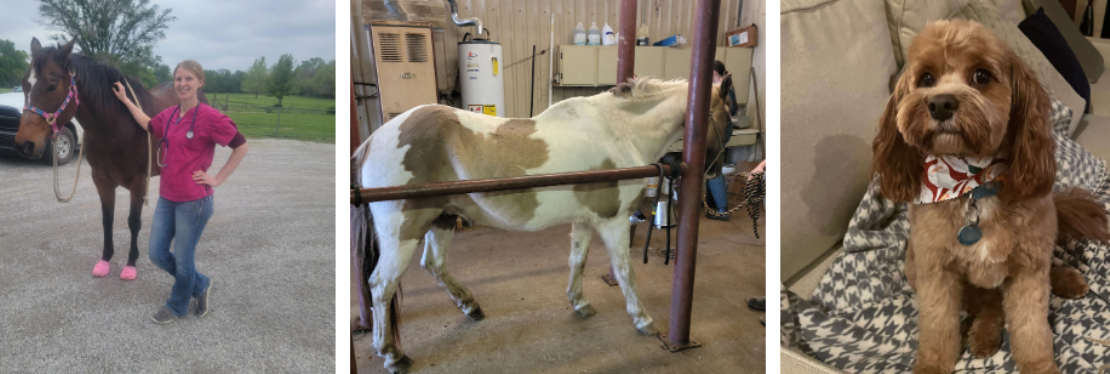 Independence Animal Hospital's cover image