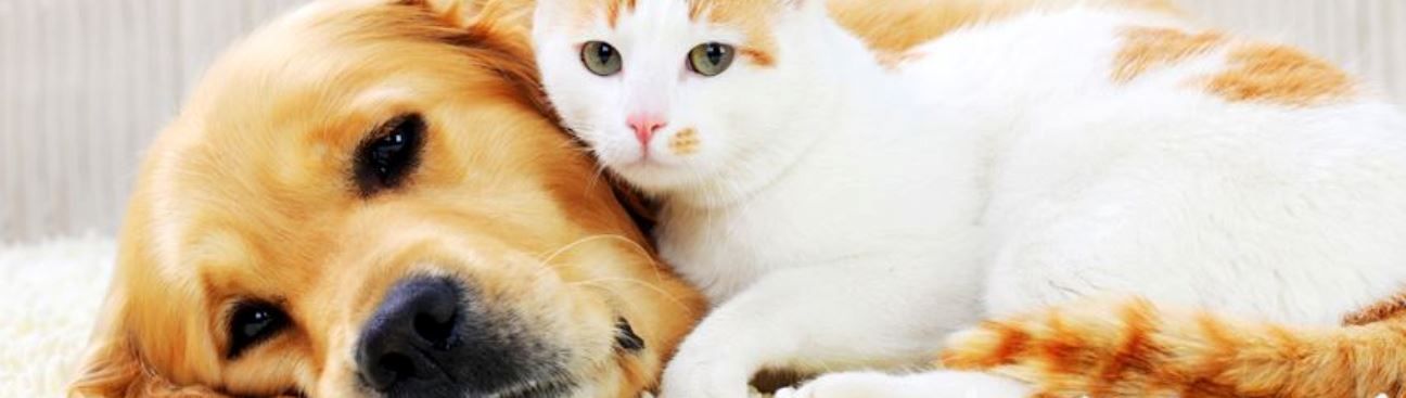 Alpine Veterinary Hospital's cover image