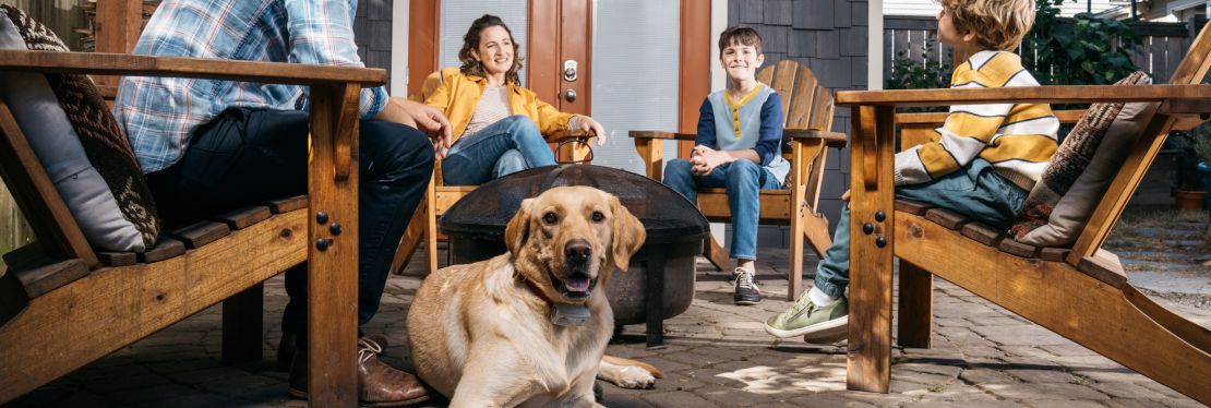 Ideal Dog Fences's cover image