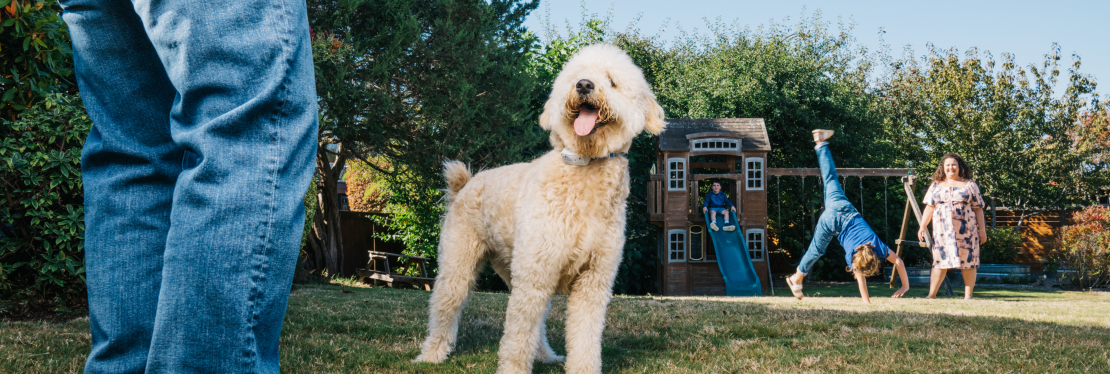 Dog Guard of Southern New Hampshire's cover image