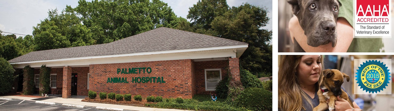 Palmetto Animal Hospital's cover image