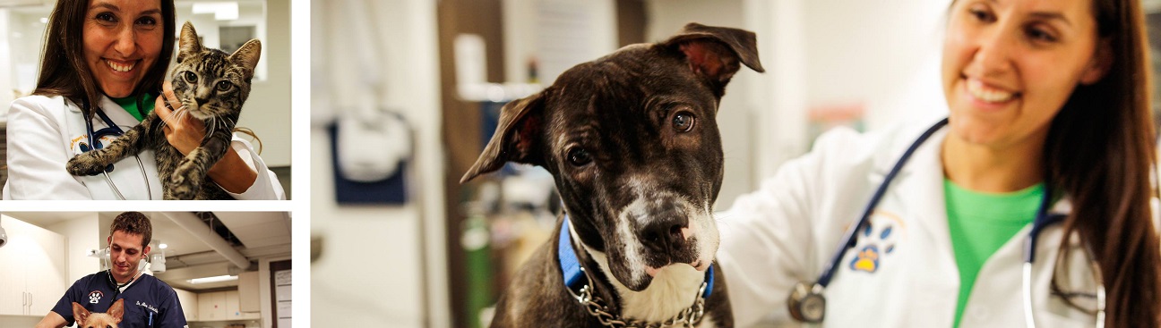 Pure Paws Veterinary Care of Hell's Kitchen's cover image