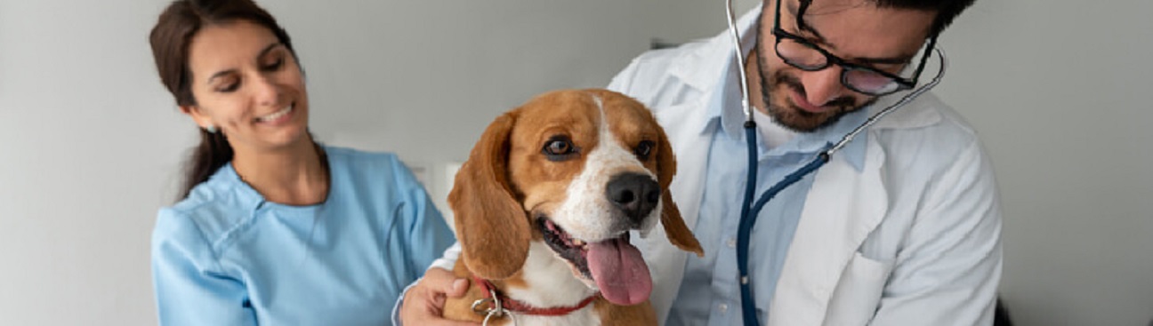 Fox Creek Veterinary Hospital at Kirkwood's cover image
