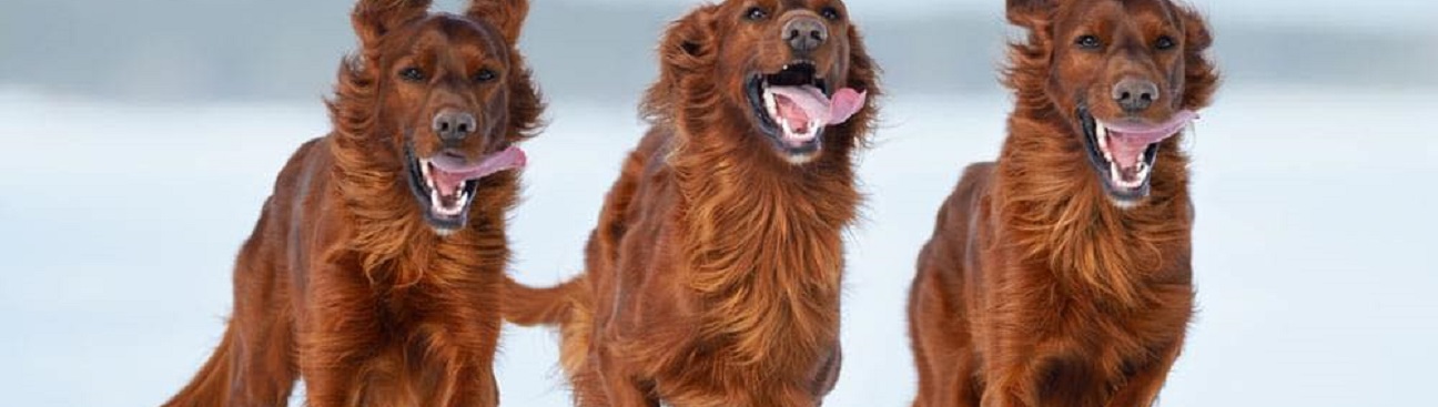 Maplewood Veterinary Center's cover image