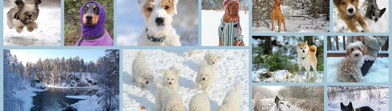 Kyle Veterinary Hospital's cover image