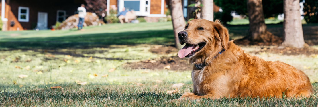 Dog Guard of Northern & Central NJ's cover image