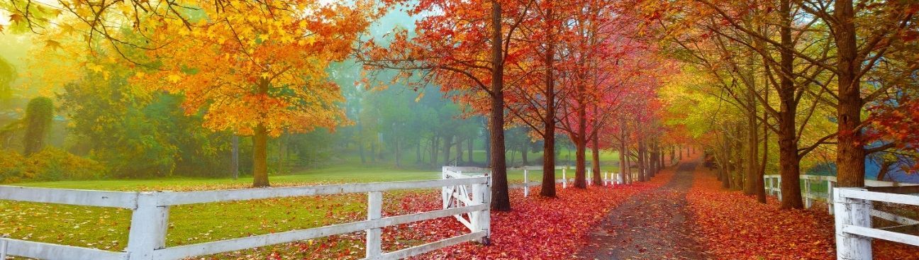 Gittoes Real Estate's cover image