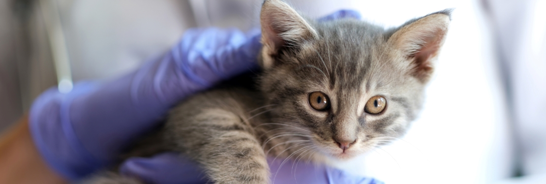 Knoxville Pet Emergency Clinic (KPEC)'s cover image