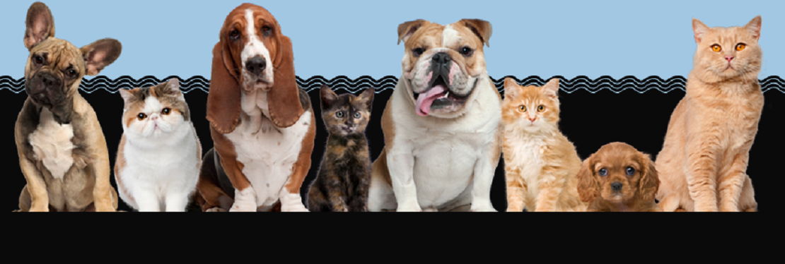 Dutchess County Animal Hospital's cover image