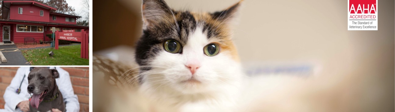 Harbor Animal Hospital's cover image