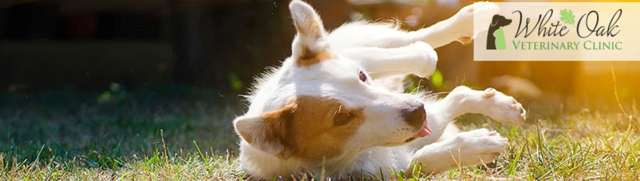 White Oak Veterinary Clinic's cover image