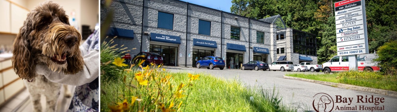 Bay Ridge Animal Hospital's cover image