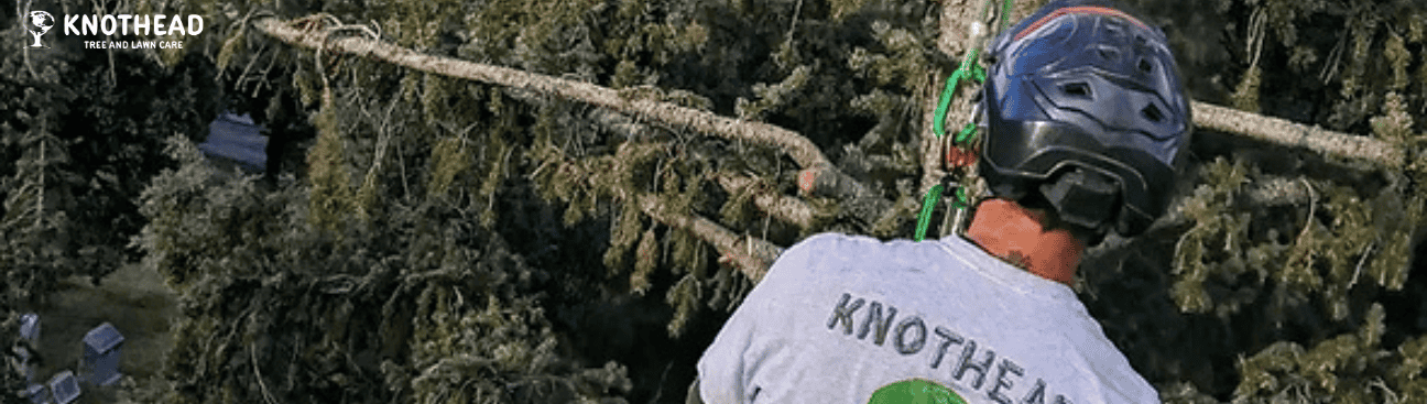 Knothead Tree and Lawn Care's cover image