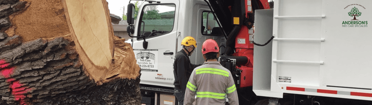 Anderson Tree Care Specialists's cover image