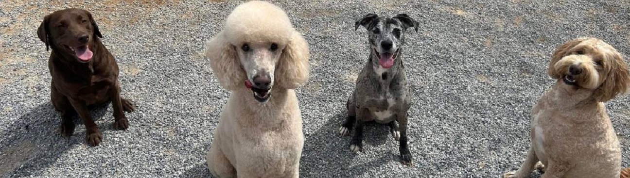 VIPets Franklin Animal Clinic's cover image