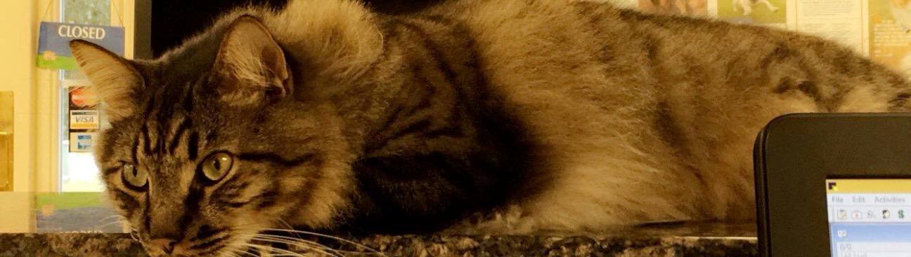 DOKO Animal Hospital's cover image