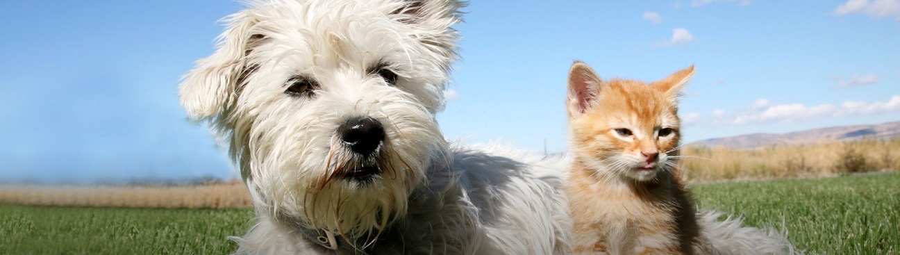 Overpeck Creek Animal Hospital's cover image