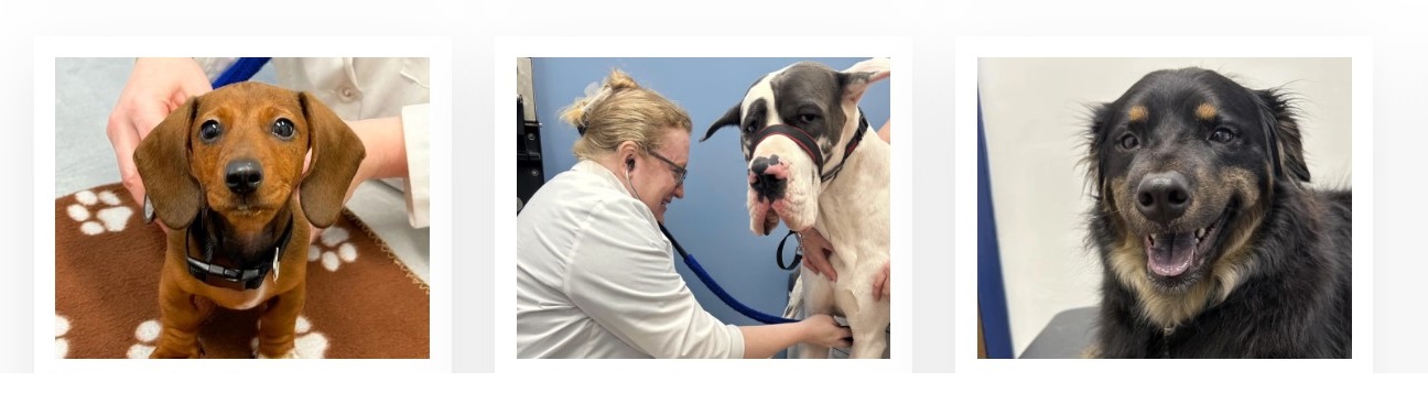 River’s Edge Animal Hospital's cover image