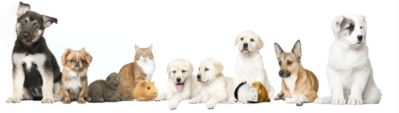 Suffield Veterinary Hospital's cover image