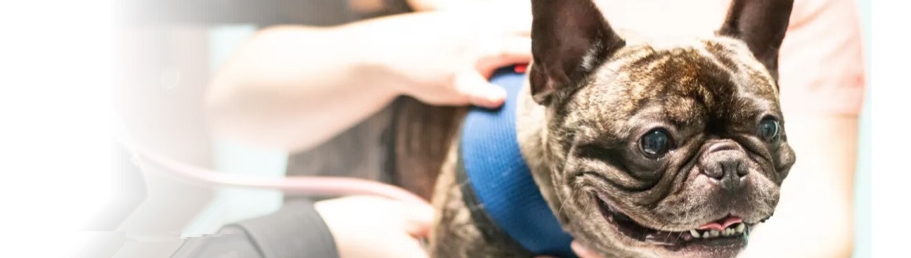 South Putnam Animal Hospital's cover image