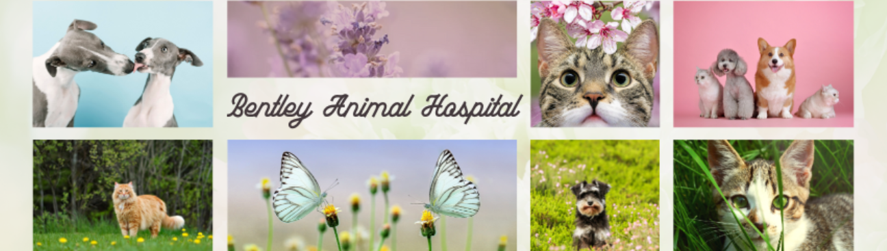 Bentley Animal Hospital's cover image