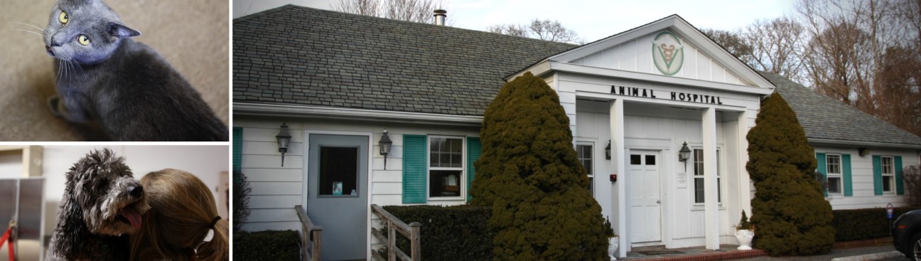 East Hampton Veterinary Group's cover image