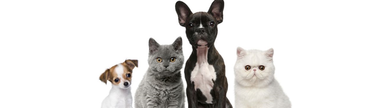 Hudson Highlands Veterinary Medical Group - Hopewell Junction's cover image