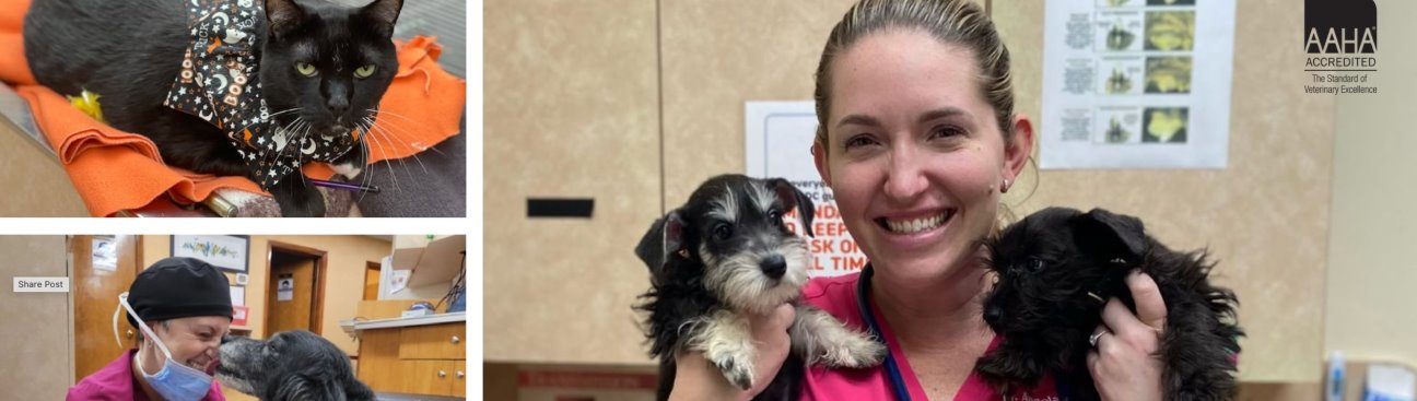 Mission Road Animal Clinic's cover image