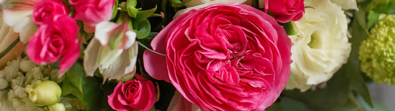 Petals Network's cover image