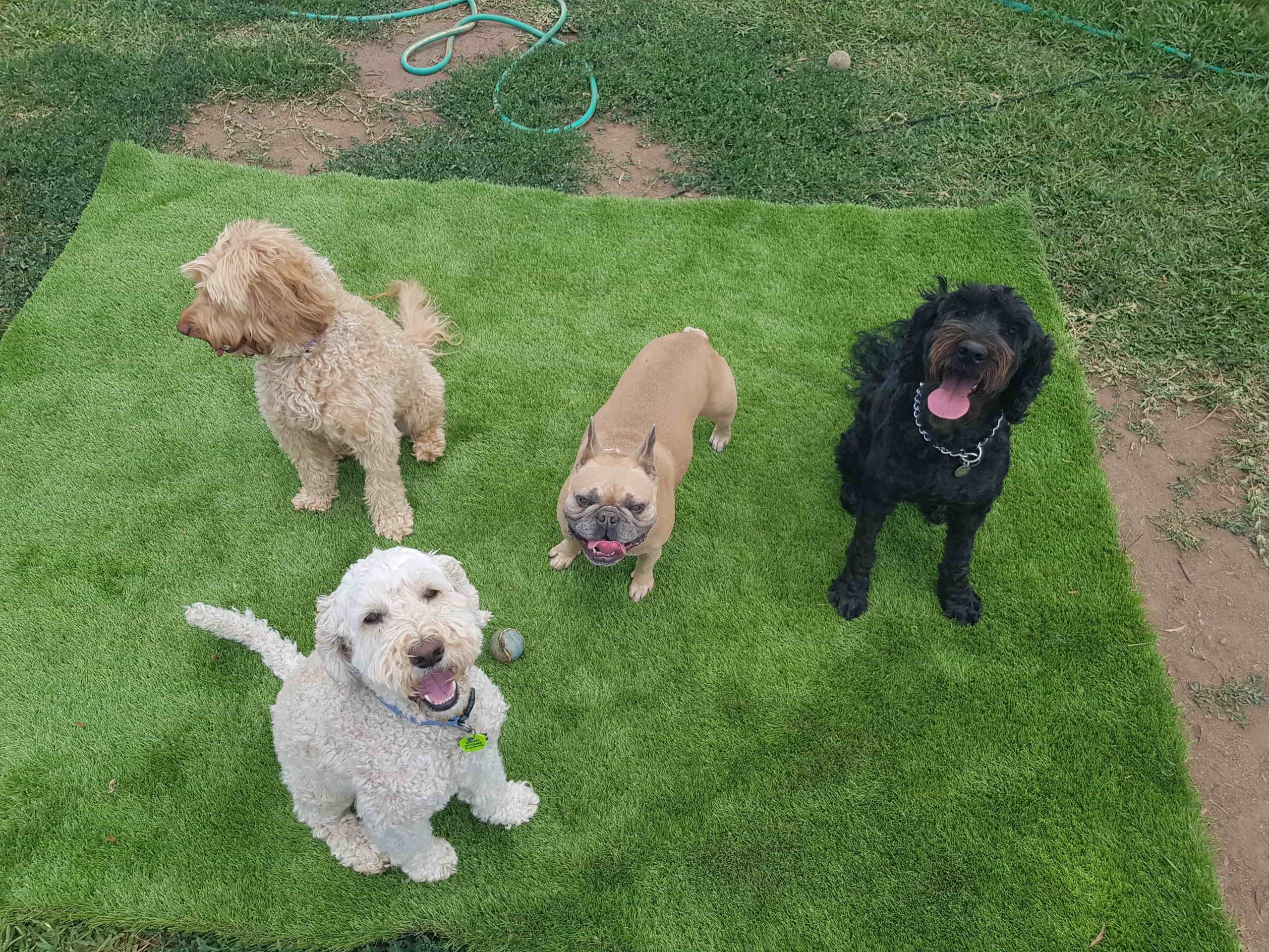 Teaching Communication with Dogs's cover image