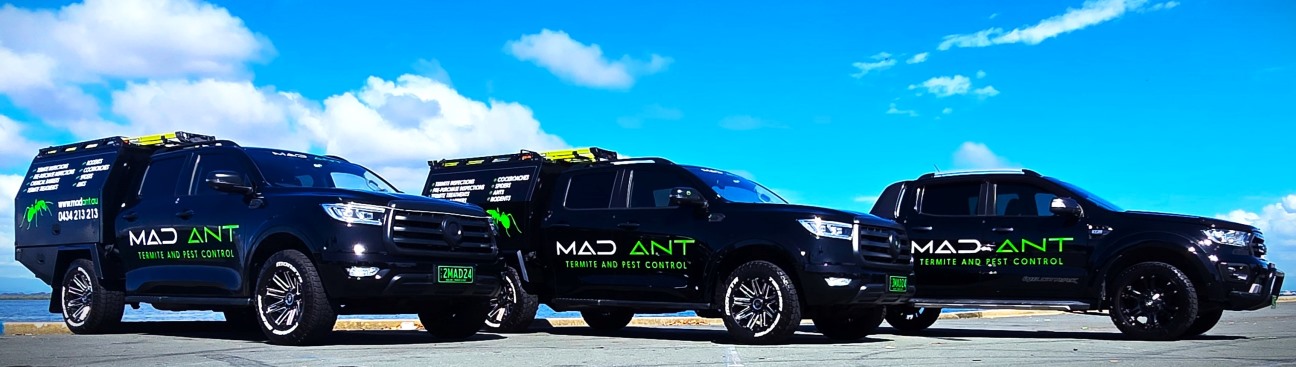 MAD ANT Termite and Pest Control's cover image