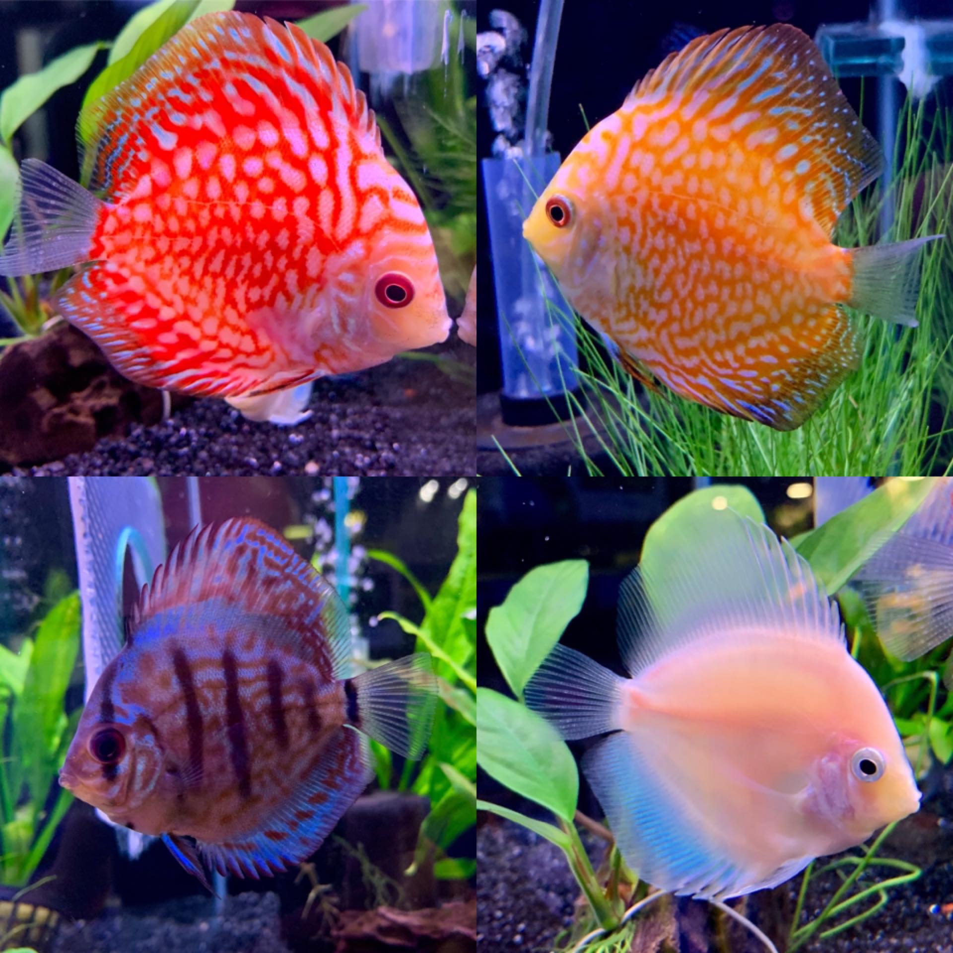 Aquarium Zone Ballina's cover image