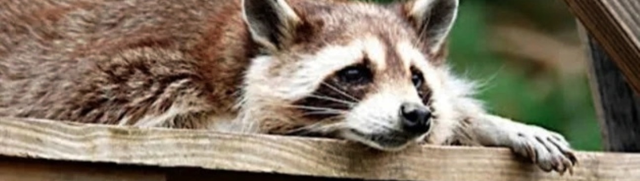 Delaware County Animal Control's cover image