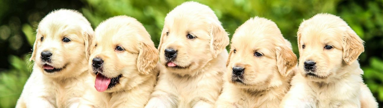 Resilient Dog Training's cover image