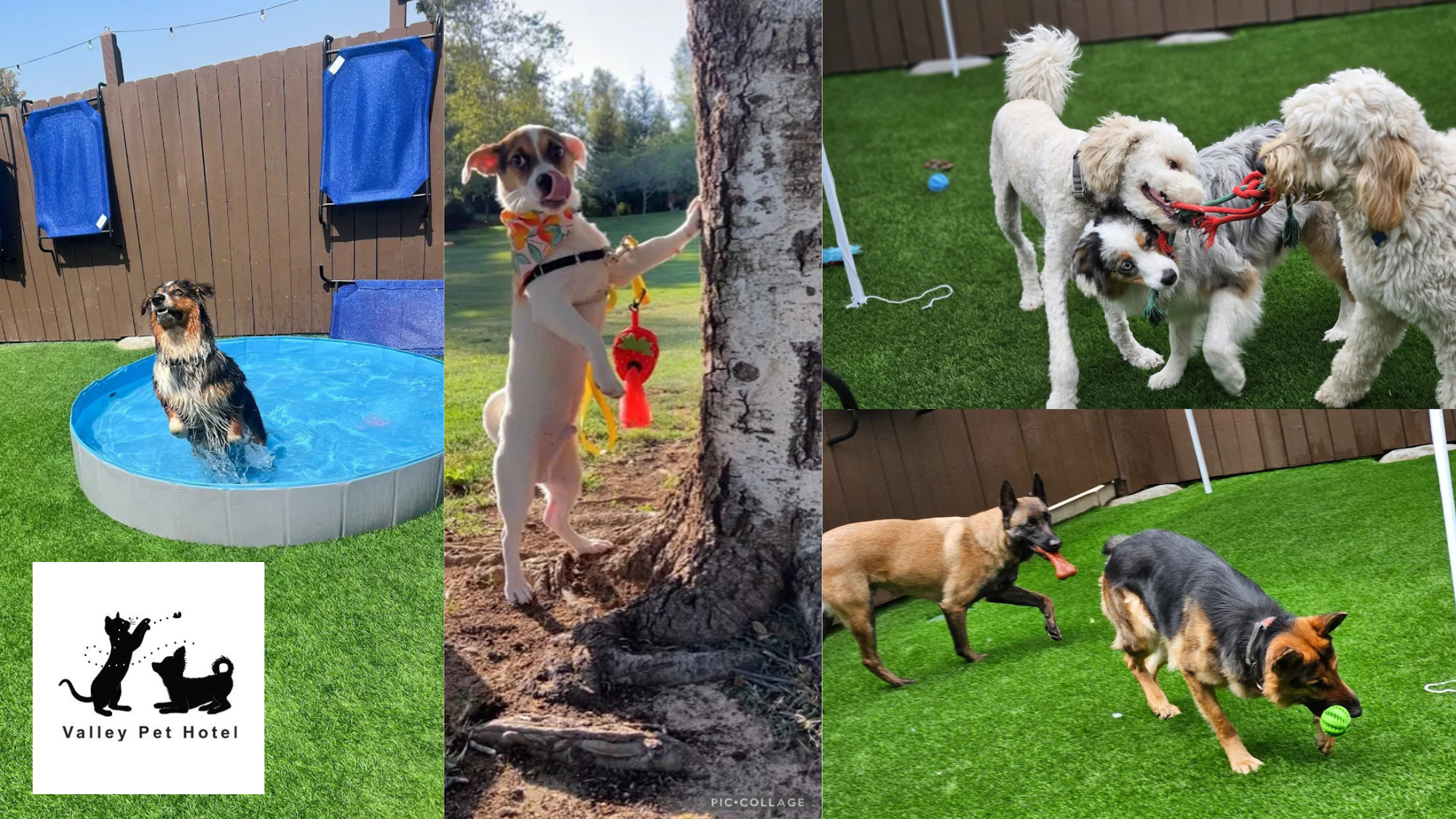 Valley Pet Hotel's cover image