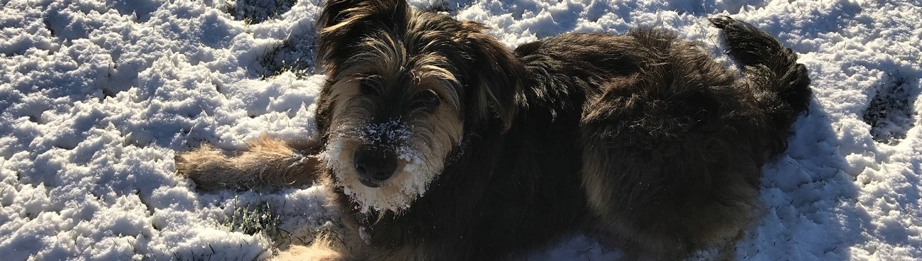 Ski Town Animal Hospital's cover image