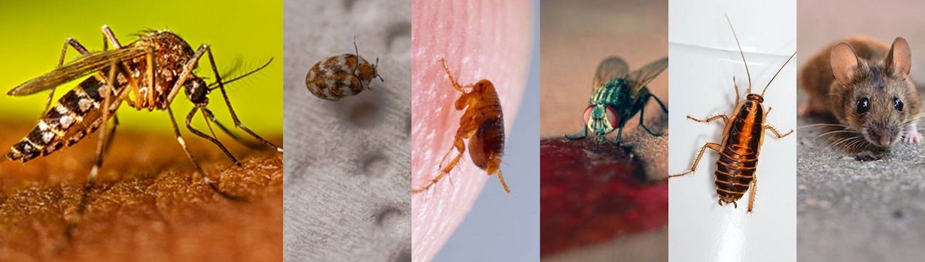 Budget Pest Control, Inc.'s cover image