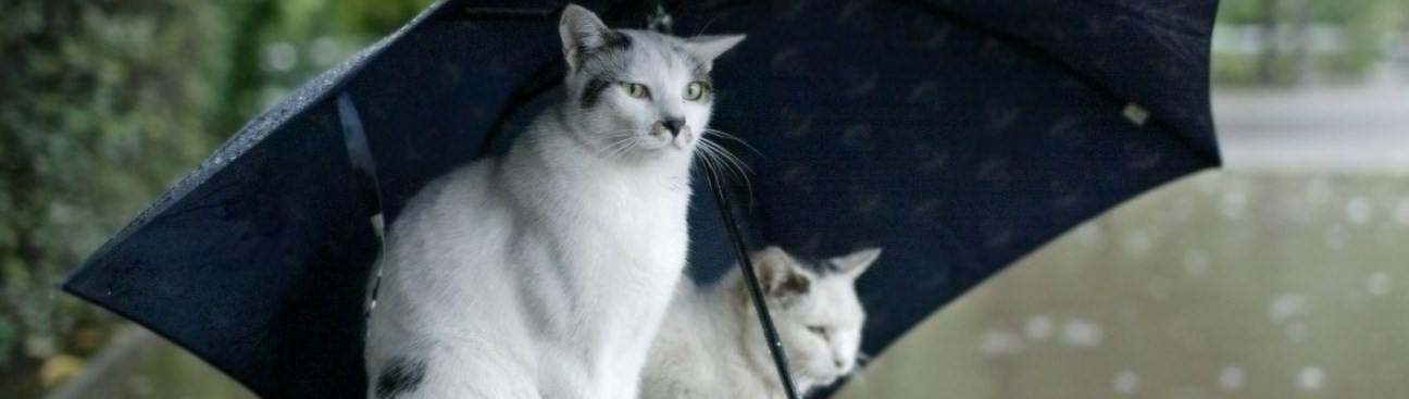 Gotham Veterinary Center's cover image