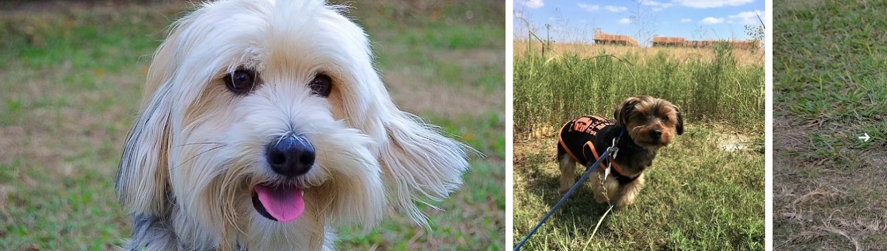 JeTT Pets Dog Day Camp and Grooming's cover image